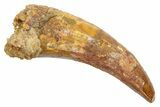 Cretaceous Fossil Crocodylomorph Tooth - Morocco #363467-1
